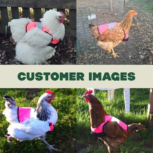 Omlet Warnweste für Hühner - 9