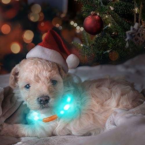 LaRoo led Hund leuchthalsband Leuchtend USB aufladbar hundehalsband Längenverstellbarer wasserdicht für kleine,Mittleren und Großen Hunde und Katzen - 3 Modus - 2