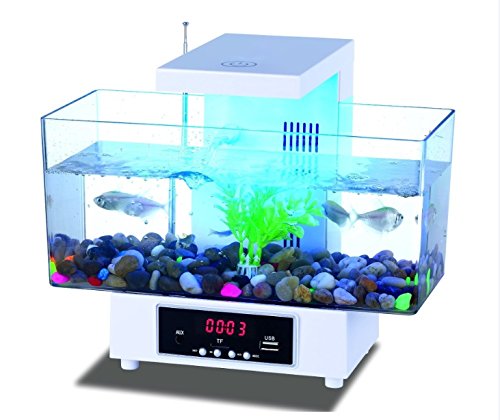 Premier Desktop-Aquarium von Express Panda® (Complete-Geschenk-Set für Büro oder zu Hause) - 2