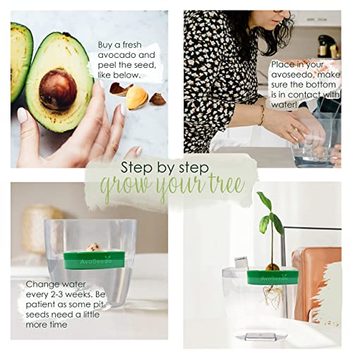 Mini Avocado Pflanze – schönes Dekogeschenk - 6